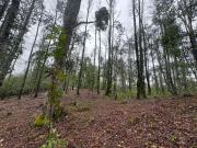 2 Km de Villarrica Parcela Loteo Privado Bosque Seguridad