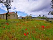 2 Moradias Térreas, T2 mais T0 em Chafé independentes