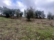 2 terrenos rústicos com 7160m2 Aboboreira Fundeira, Tomar