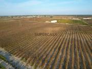 2 Terrenos / Vinha para Venda em Marateca, Palmela, Setúbal