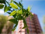 2½ Zimmer Wohnung nebst Balkon in zentraler Lage