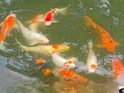 33.000M2/PROXIMO PRAIAS/LAGOS/PISCINA/COLONIA MARIA LUIZA