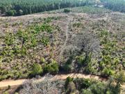 33.01 Ac Tbd County Road 4231, Atlanta, TX 75551