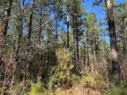 34 Acres Tbd Easler Hwy, Greeleyville, SC 29056 MLS 2500452