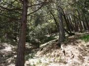 356 SNOWBERRY CT, MURPHYS, CA 95247 Single Family...