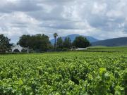 36 ha Farm in Paarl