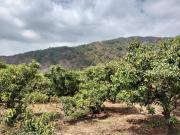 36 HECTÁREAS DE TIERRA EN VENTA