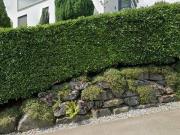 38 m2 room for rent in Horgen