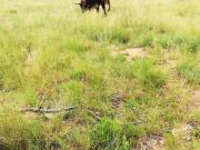 3.5 ha Land available in North Riding AH