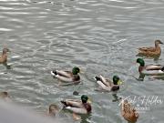 3 bedroom end of terrace house for sale in Longwater...