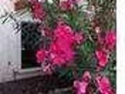 3 bedroom in El Paso Texas 79912