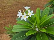 3 BHK Farm House in Kalwad Road for resale Jaipur. The...