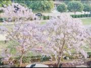 3 BHK Independent Builder Floor in New Chandigarh for...