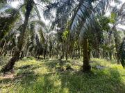 3 EKAR TANAH KELAPA SAWIT MERBAU BERDARAH SABAK BERNAM