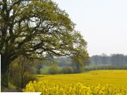 #3 Exzellentes Baugrundstück für einen Bungalow in...
