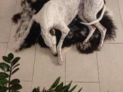 3 Schlafzimmer Wien 1160 96264860