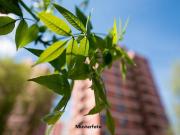 3 Schlafzimmer Wohnung Oberhausen Deutschland 97939051