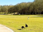 3 Zi. Wohnung 80qm Westend, U5 / Tram 18 Säulingstraße,...