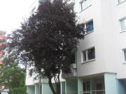 3 zimmer etagenwohnung mit balkon zur miete in würzburg...