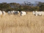 406.5 ha Farm in Polokwane Central