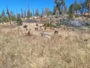 42112 CEDAR SPRINGS RD, AUBERRY, CA 93602