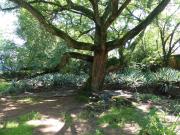 4 Bedroom House in Bryanston