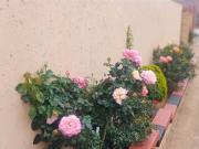 4 Bedroom House in Grasslands