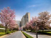 4 BHK Apartment in Agrahara Layout for rent Bengaluru....