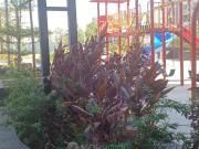 4+ BHK Flat In Paranjape Broadway for Rent In Hinjawadi