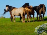 4 chambres, EPINAL Lorraine 88000 92831651