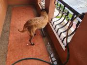 4BR 4 Bedroom House and Lot for Sale at Vita Toscana in...