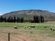 574.8 ha Farm in Graaff Reinet
