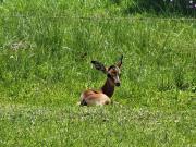 583 m² Land available in Cove Rock