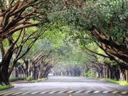 588 sqm House & Lot for Sale in Dasmariñas Village near...