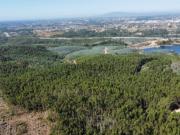 5 Terrenos de Eucaliptal Carril, Tomar