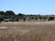 5 Terrenos rústicos contíguos | Estremoz | com Olival e Água