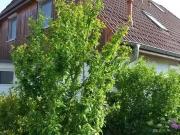 5 Zimmer 113 m² 398.000 € Kaufpreis Häuser in Laatzen