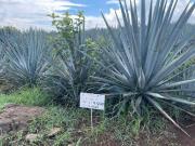 60 HECTAREAS EN AMATITÁN | INVERSIÓN ESTRATÉGICA |...