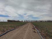 61 Ha. en Rivadavia