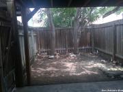 6529 Spring Lark
