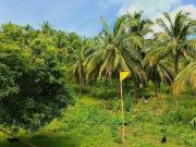 6.5 hectares Agricultural land for sale in Unisan,Quezon