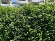 77 m2 apartment for rent in Aarau