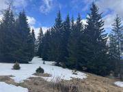 7,7 ha Wald als solide Geldanlage