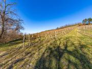 8798 m² WEINGARTEN IN DEN HÜGELN VON FAHNDORF PANORAMALAGE!