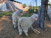 8.5 ha Farm in Bloemfontein Outlying