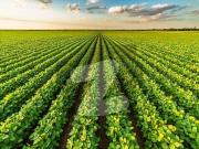 8 Kanal Agriculture Land With Road Access On Badian Road