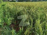 8 Kanal Farm House Plot For Sale In Thather Per Kanal 98 Lac