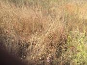 959 m² Land available in Krugersrus