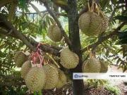 96 Acres Durian Plantation @ Bentong, Pahang for