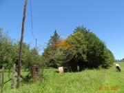 A 50 MTS COSTANERA LAGO LOS MOLINOS, 2.500M2 CON...